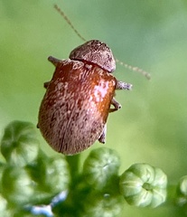 Demotina modesta