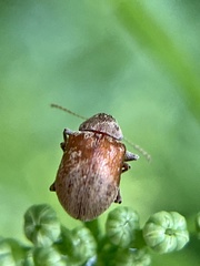 Demotina modesta