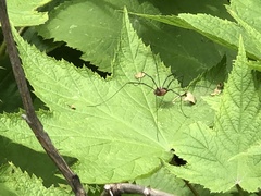 Leiobunum calcar