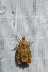 Olethreutes olivaceana