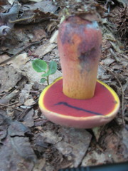 Caloboletus firmus