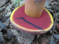 Caloboletus firmus