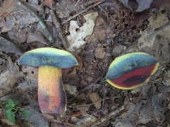 Caloboletus firmus