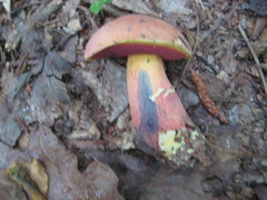 Caloboletus firmus