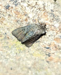 Oligia latruncula