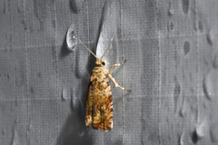 Olethreutes olivaceana