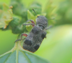 Enoclerus viduus