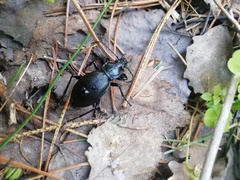 Carabus aeruginosus