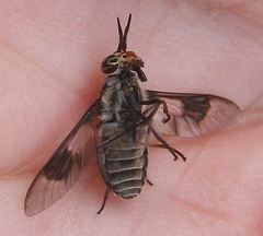 Chrysops aestuans