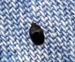 Coleoptera