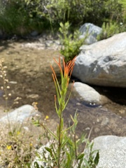 Castilleja minor