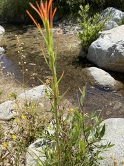 Castilleja minor
