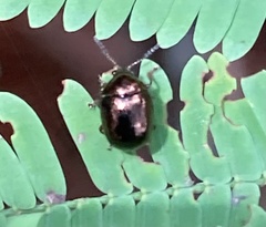 Chrysomelidae