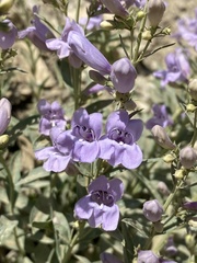 Penstemon platyphyllus