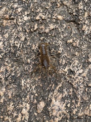 Procambarus simulans