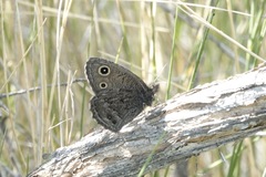 Cercyonis oetus