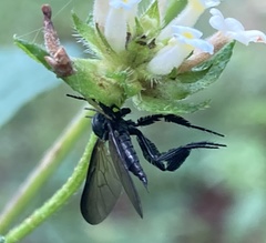 Diptera