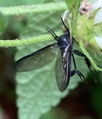 Diptera