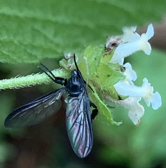 Diptera