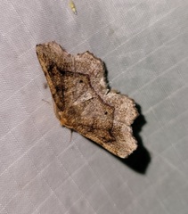 Metarranthis hypochraria