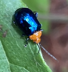 Chrysomelidae
