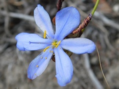 Aristea dichotoma