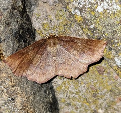 Metarranthis angularia