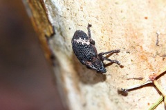 Oxyops fasciatus