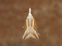 Arotrophora arcuatalis