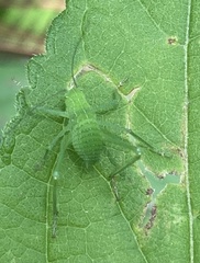Phaneropterinae