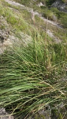 Cortaderia nitida