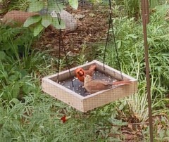 Cardinalis cardinalis