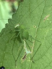 Phaneropterinae