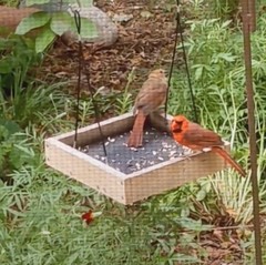 Cardinalis cardinalis