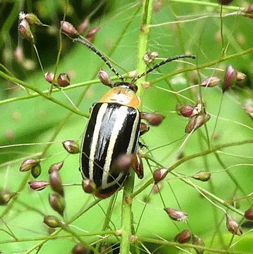 Pigweed Flea Beetle photo 6