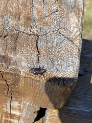 Chrysobothris chrysostigma