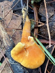 Fungi