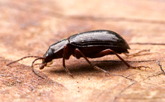 Helopini