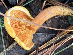 Fungi