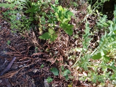 Campanula prenanthoides