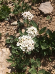 Valeriana acutiloba