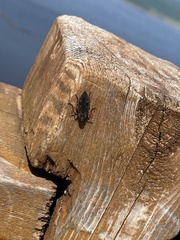 Chrysobothris chrysostigma