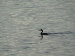 Podiceps major