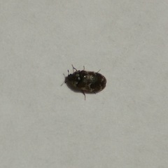 Trogoderma sternale aspericolle