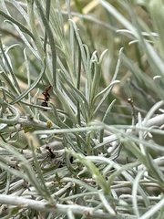 Formica obscuripes