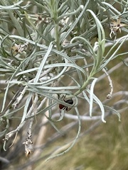 Formica obscuripes