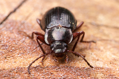 Helopini