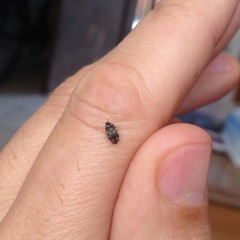 Trogoderma sternale aspericolle