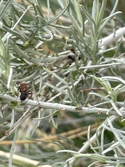 Formica obscuripes