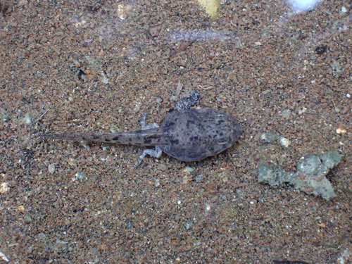Guenther's Frog, photo 7 of 8